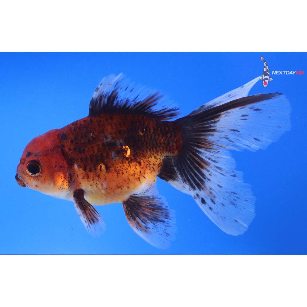 5.5” Imported Calico Oranda