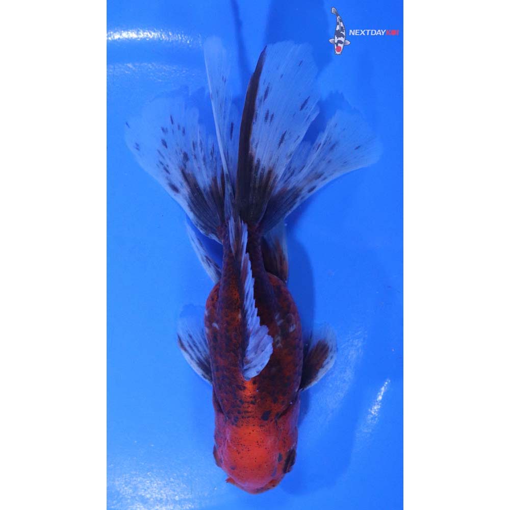 5.5” Imported Calico Oranda