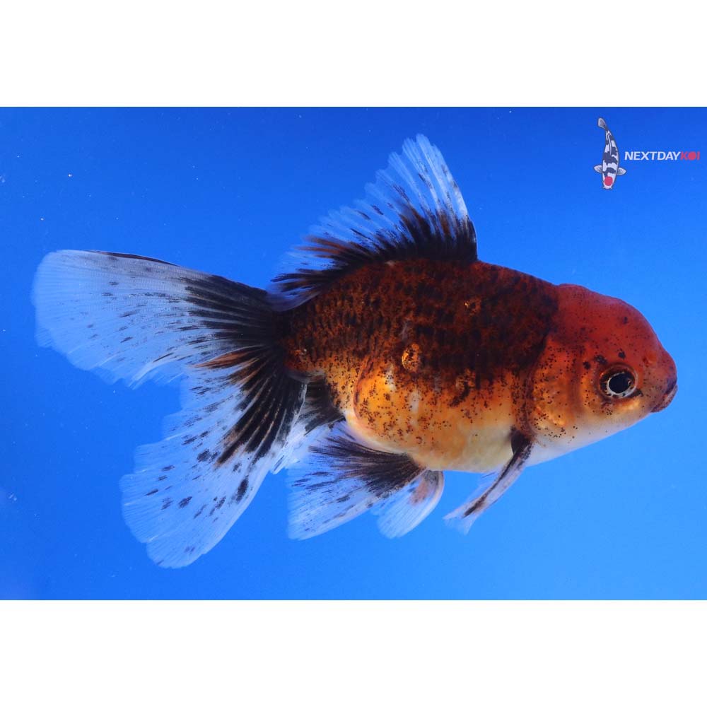 5.5” Imported Calico Oranda