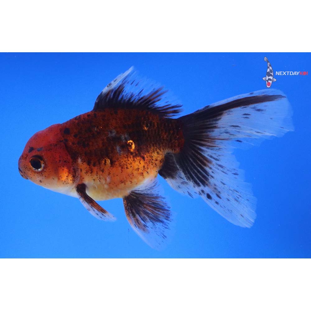 5.5” Imported Calico Oranda