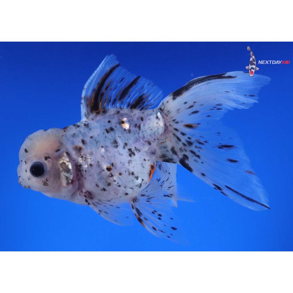 5.5” Imported Calico Oranda
