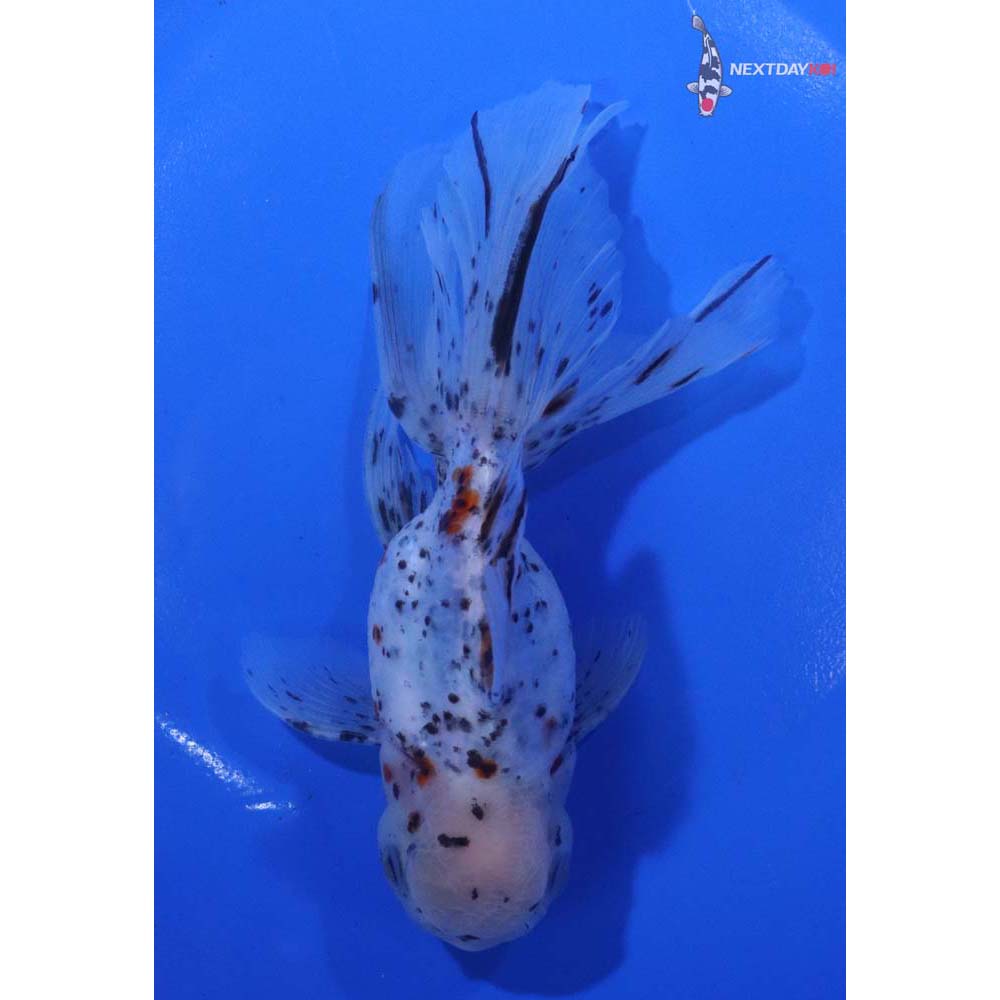 5.5” Imported Calico Oranda