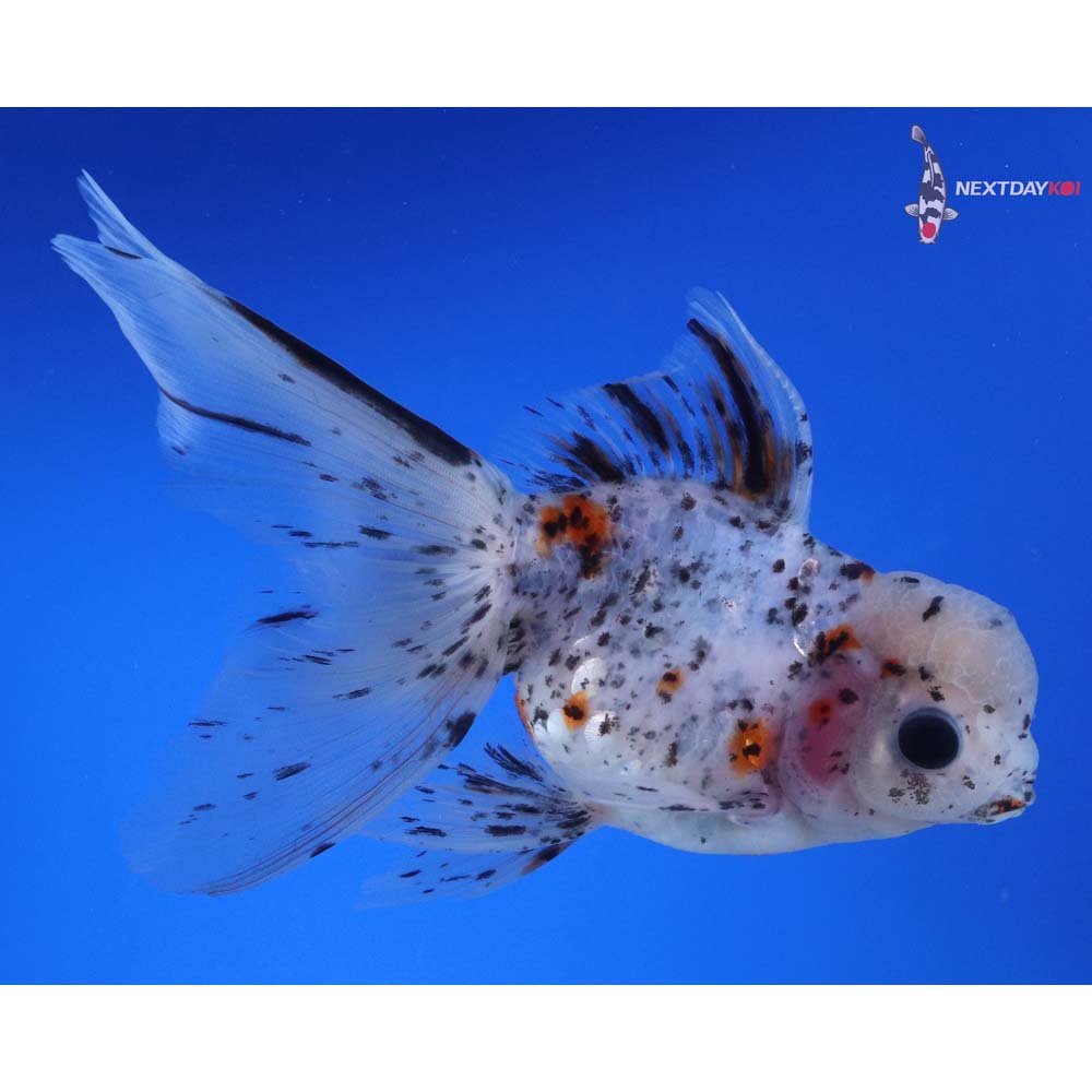 5.5” Imported Calico Oranda