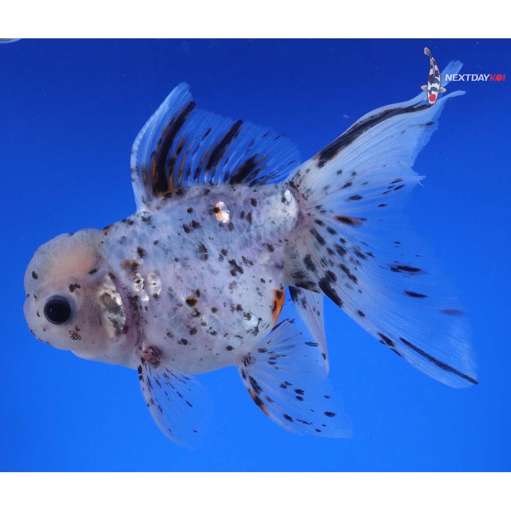5.5” Imported Calico Oranda