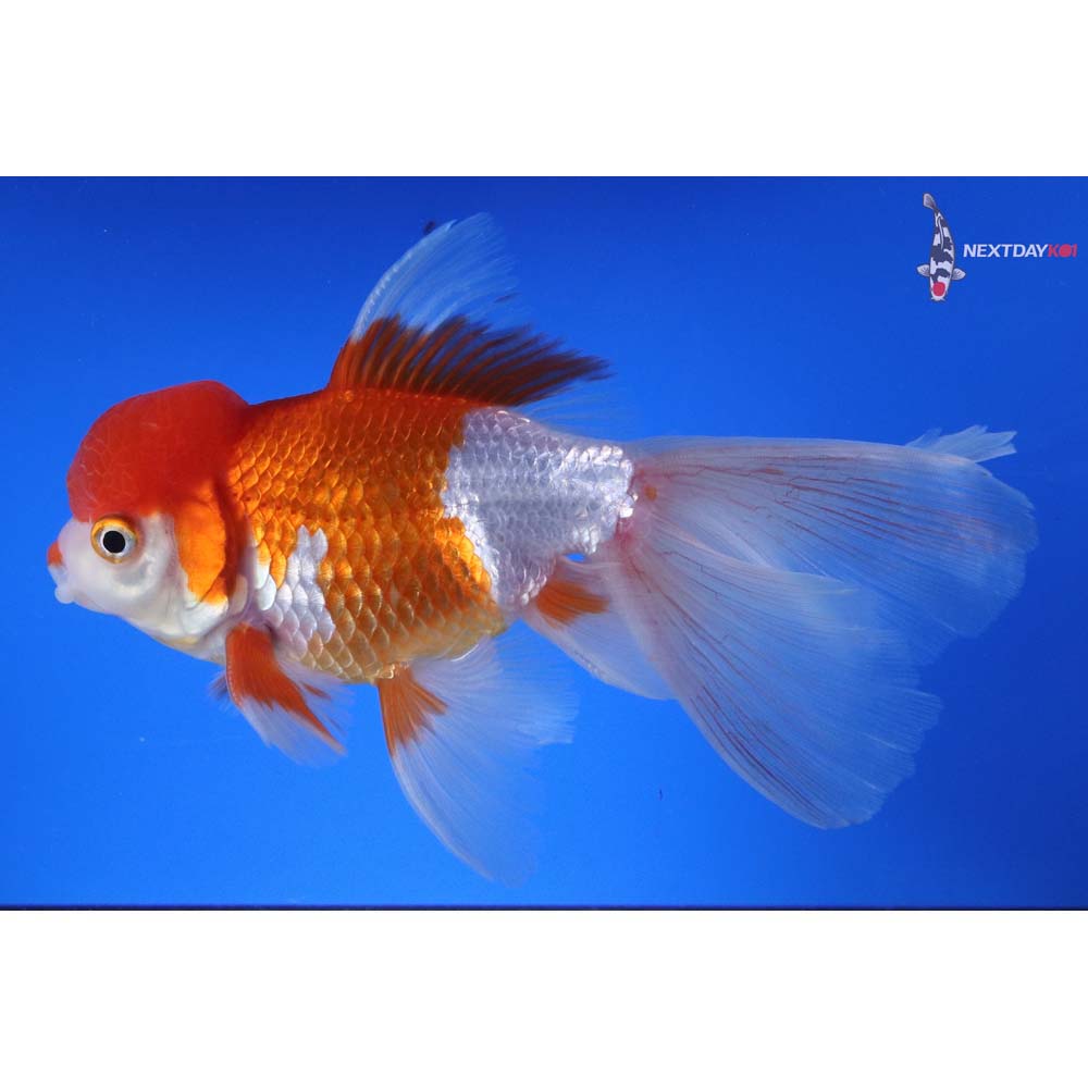 6” Imported Red and White Oranda