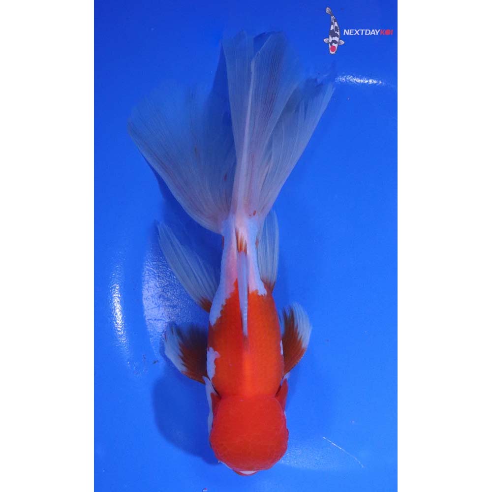 6” Imported Red and White Oranda