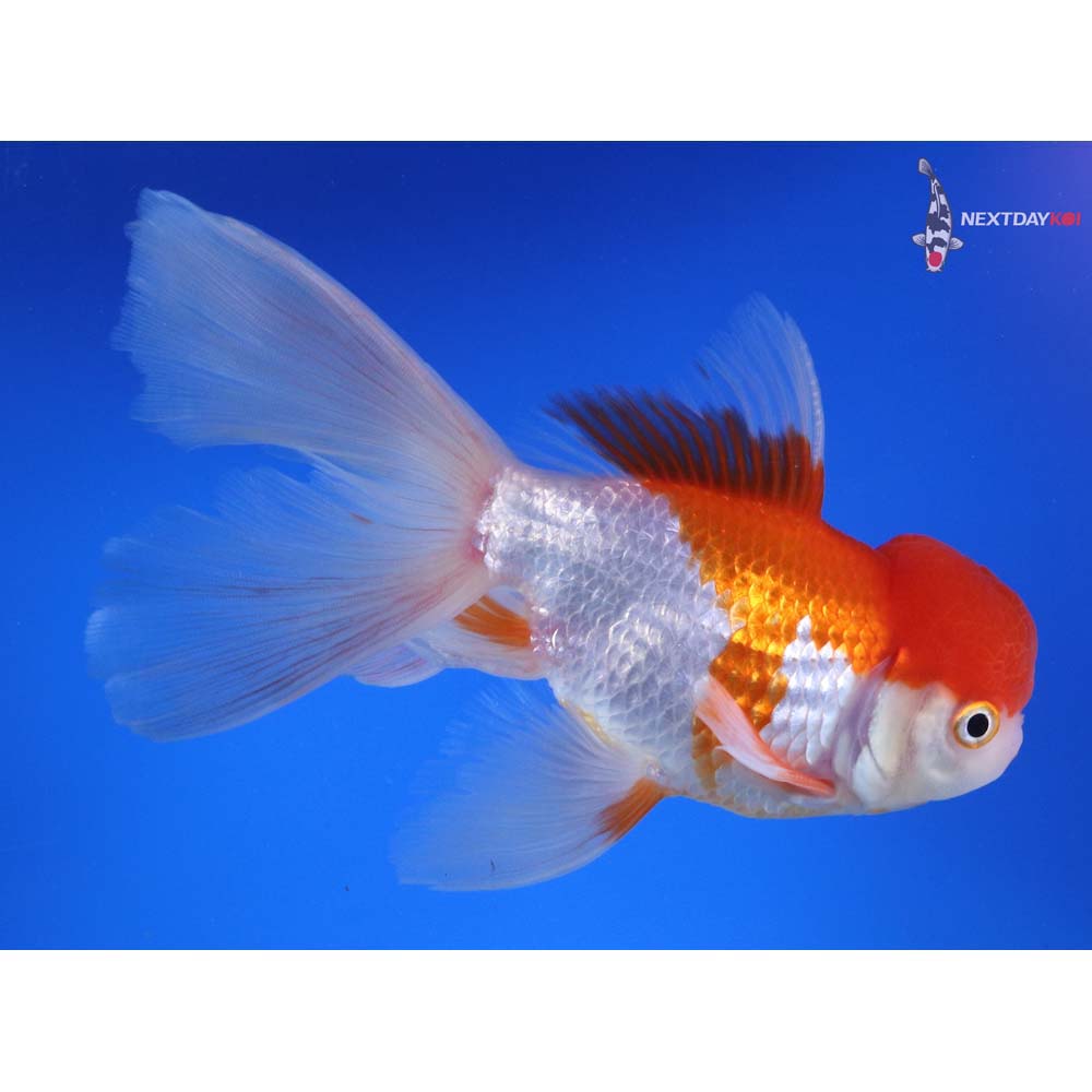 6” Imported Red and White Oranda