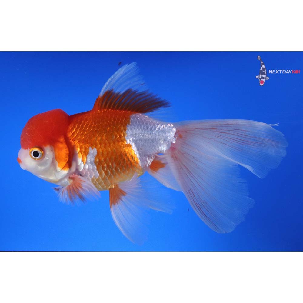6” Imported Red and White Oranda