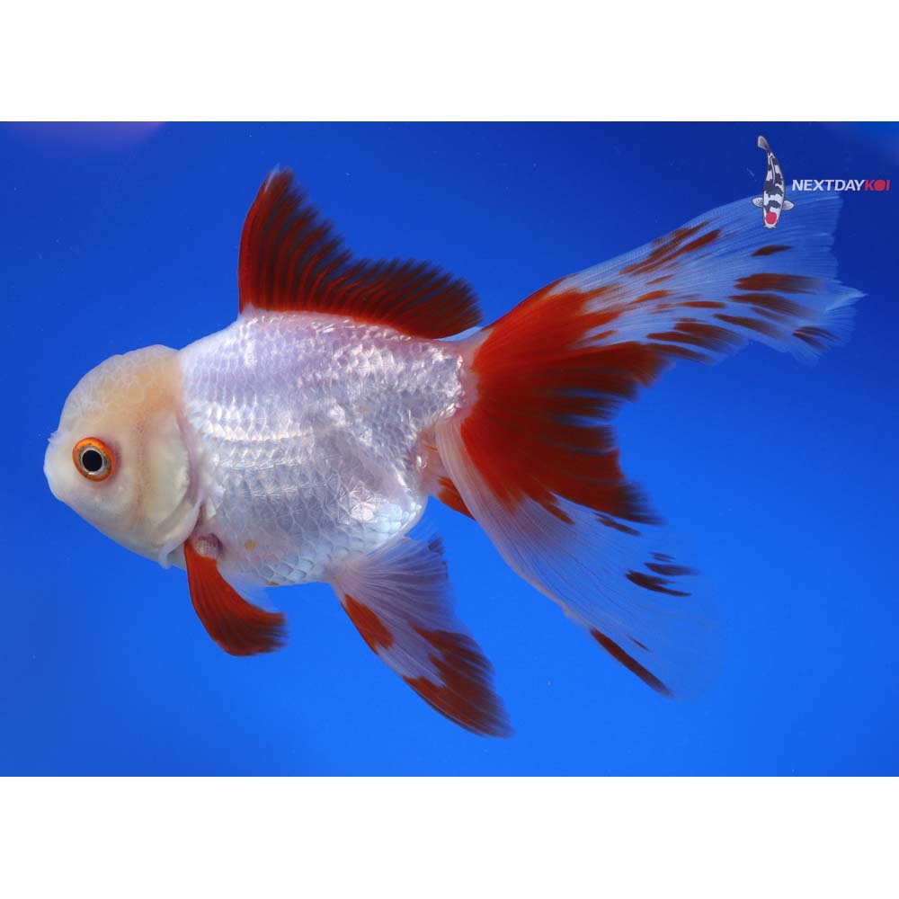 6” Imported Red and White Oranda