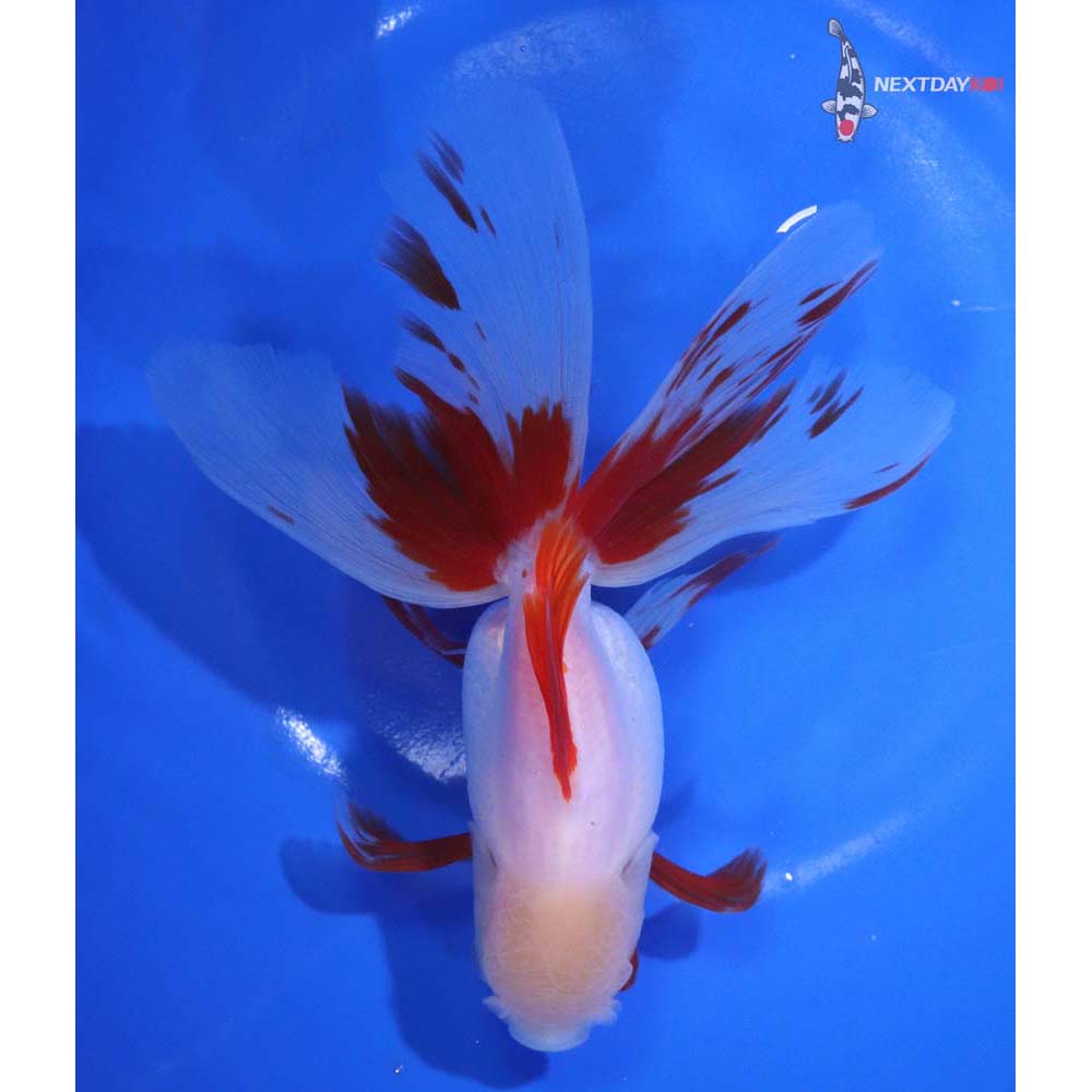 6” Imported Red and White Oranda