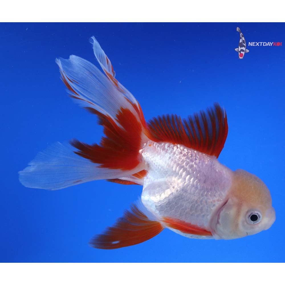 6” Imported Red and White Oranda