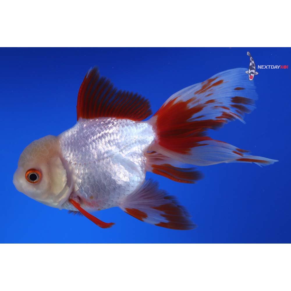 6” Imported Red and White Oranda