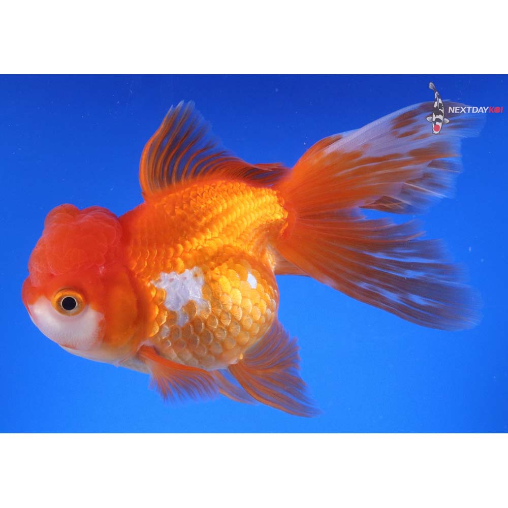 6” Imported Red and White Oranda
