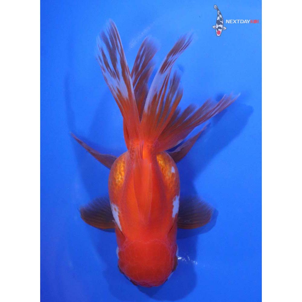 6” Imported Red and White Oranda