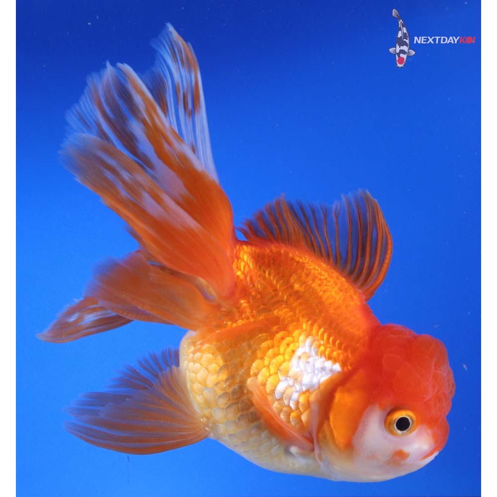 6” Imported Red and White Oranda