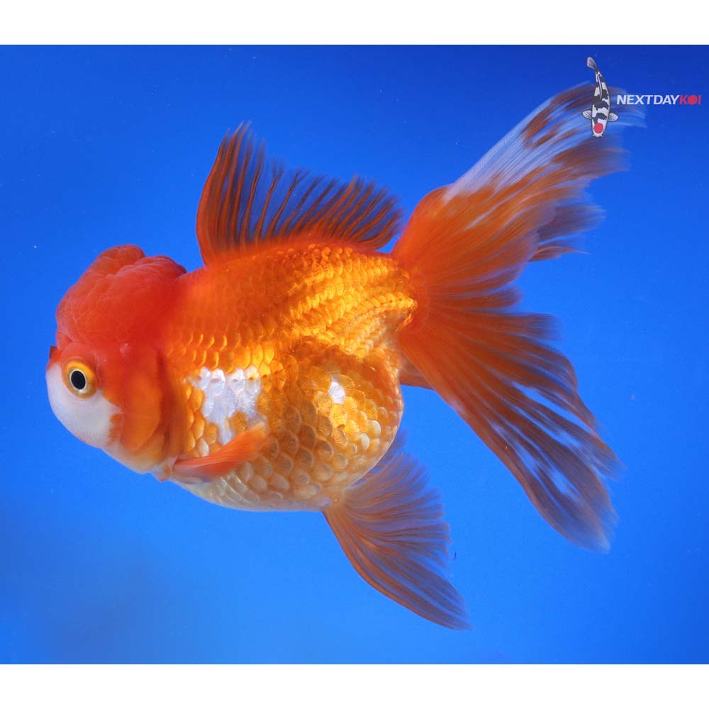 6” Imported Red and White Oranda