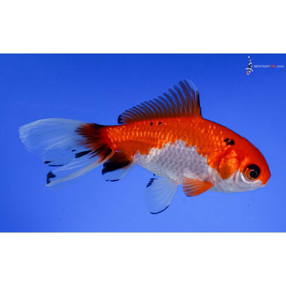 4” Imported Calico Wakin