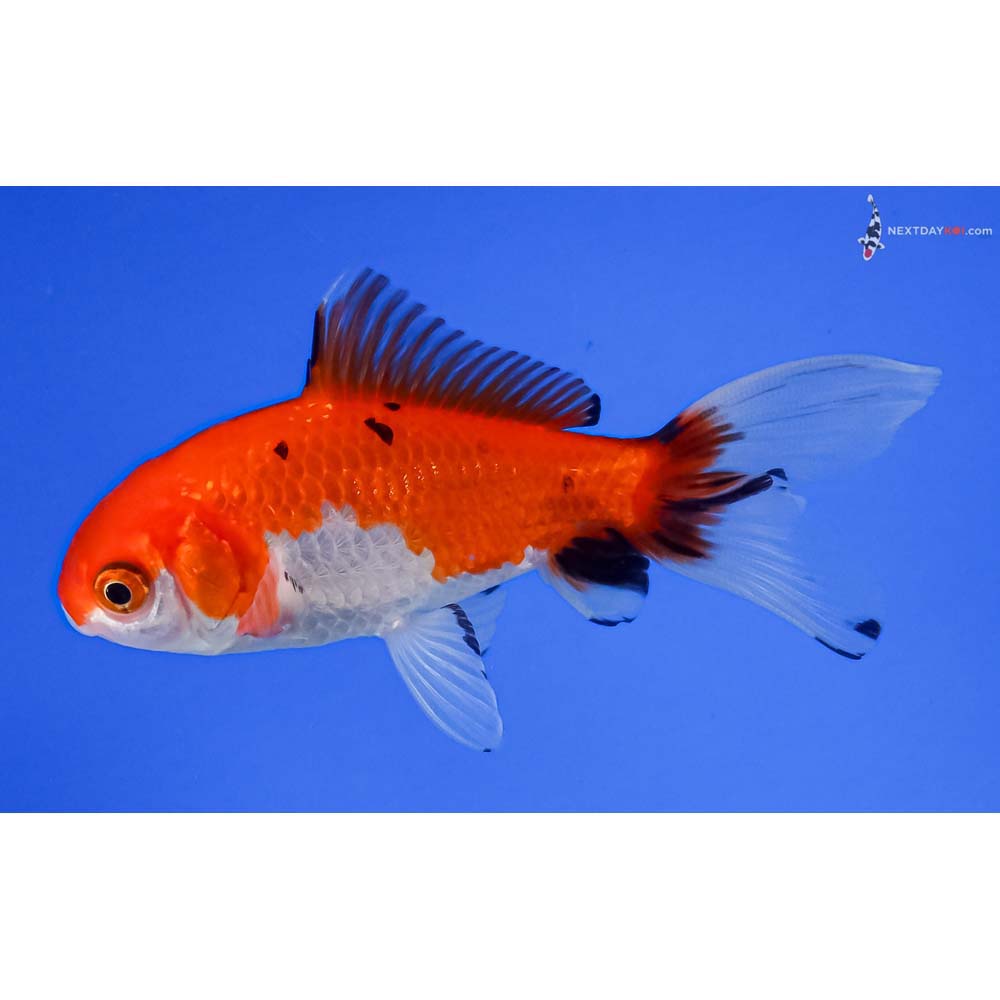 4” Imported Calico Wakin