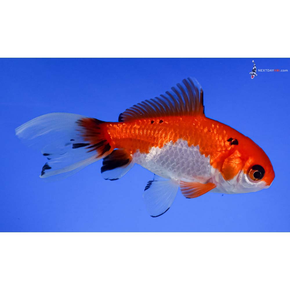 4” Imported Calico Wakin