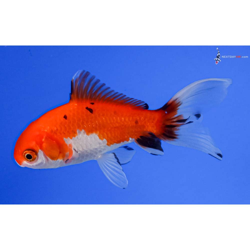 4” Imported Calico Wakin