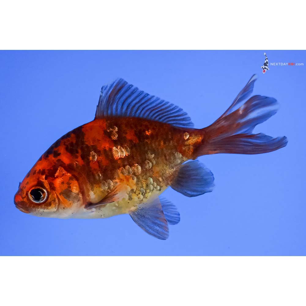 4” Imported Red and Black Wakin