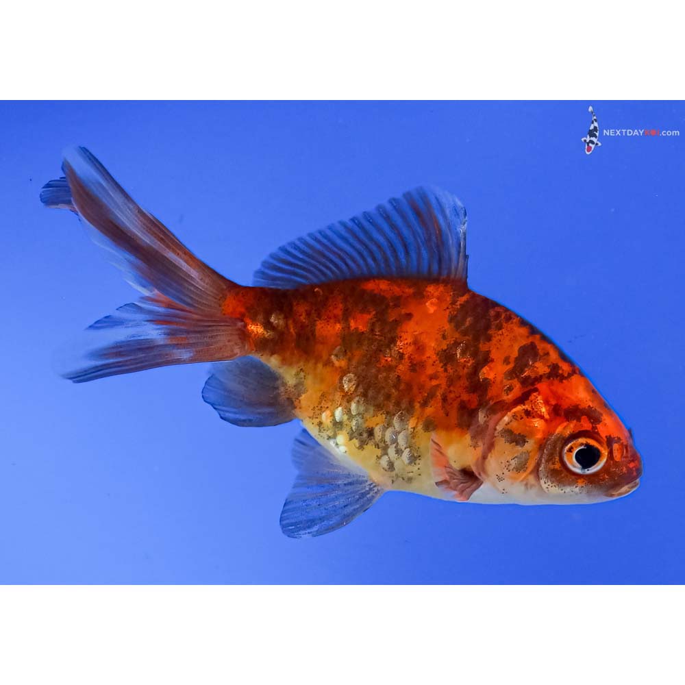 4” Imported Red and Black Wakin