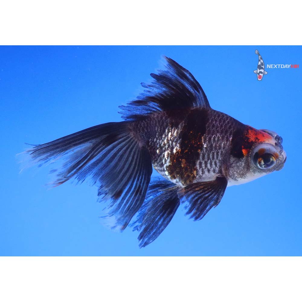 4” Imported Bronze Telescope Fantail