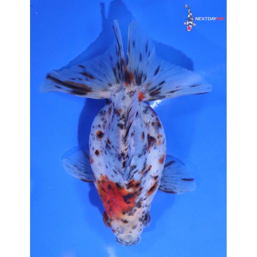 4.5” Imported Calico Ryukin