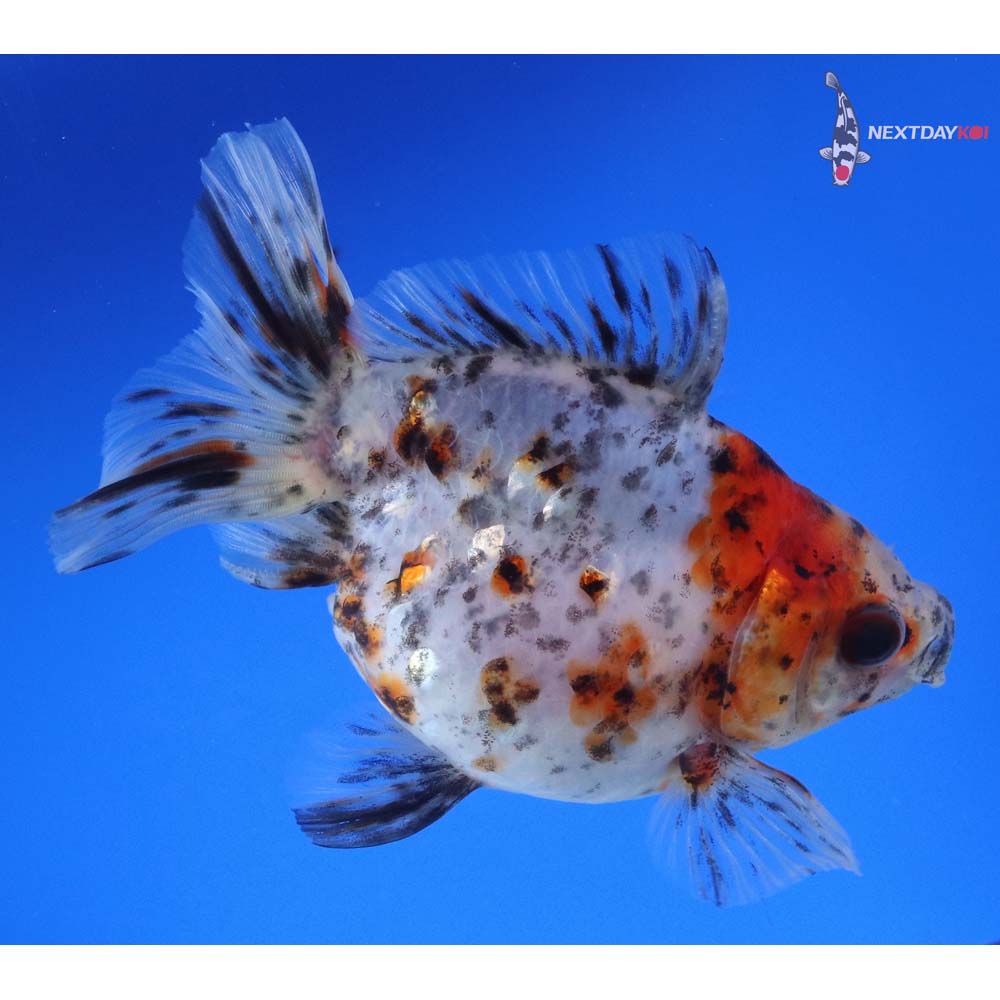 4.5” Imported Calico Ryukin