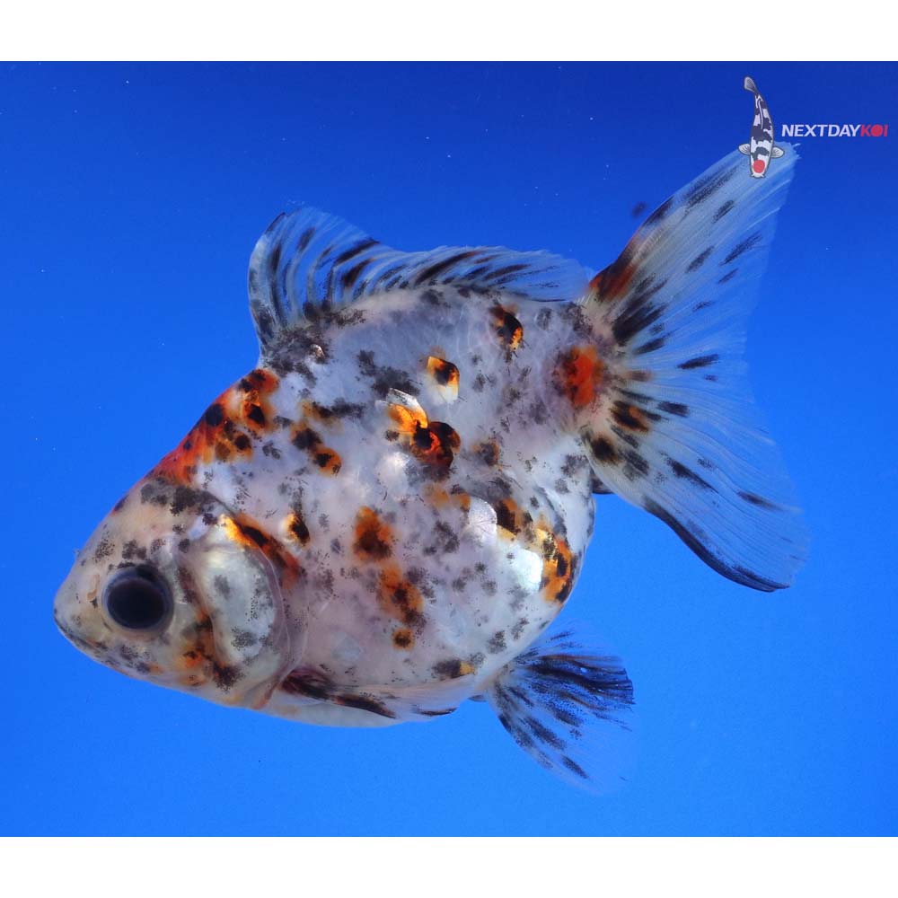 4.5” Imported Calico Ryukin