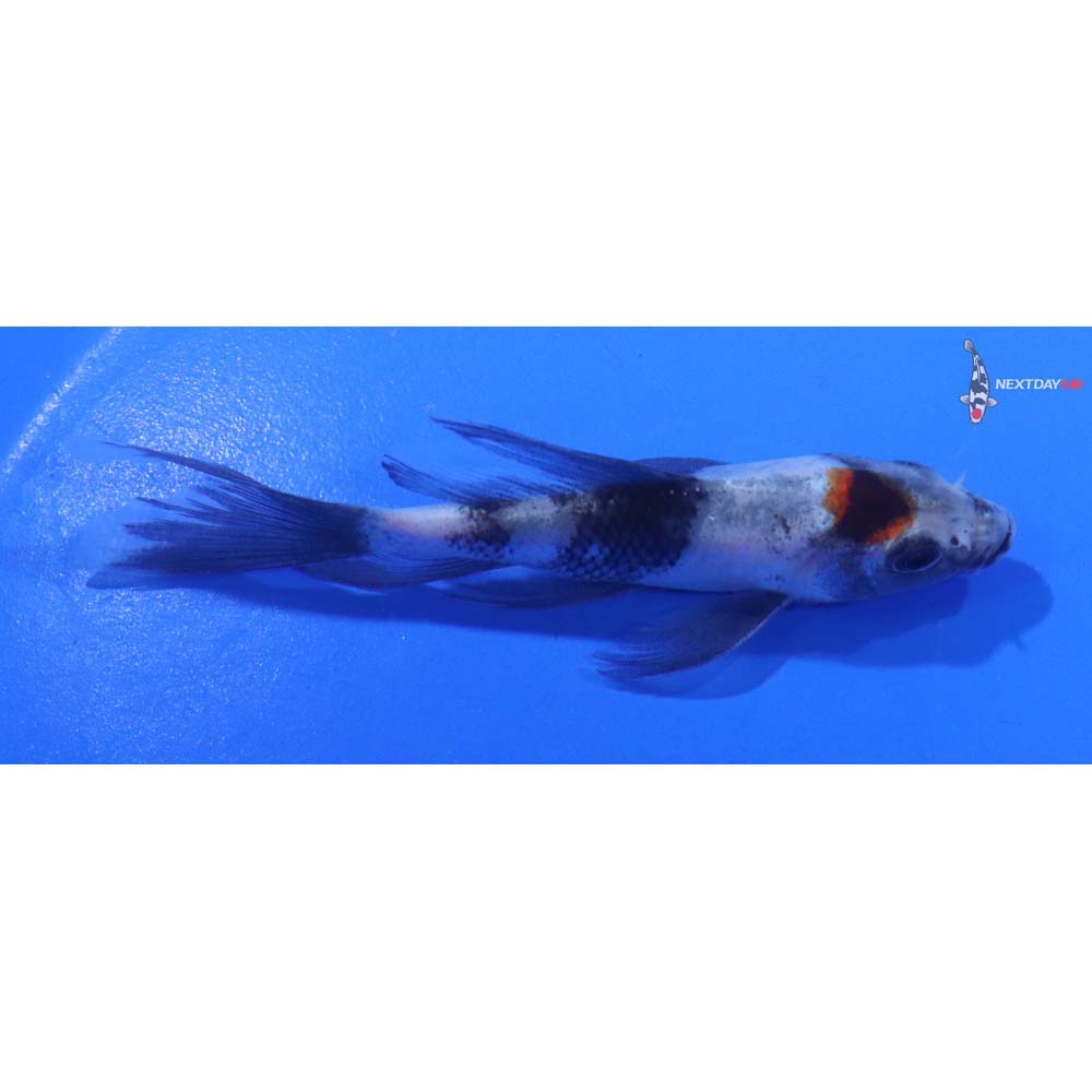 4” Imported Showa Butterfly Koi