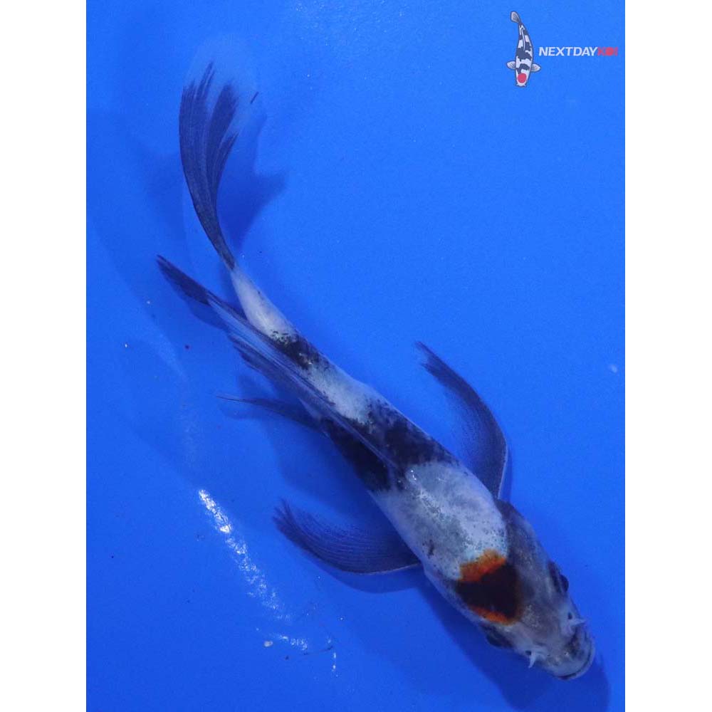 4” Imported Showa Butterfly Koi