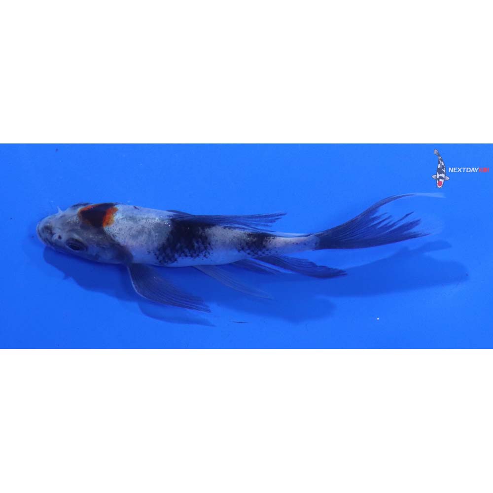4” Imported Showa Butterfly Koi