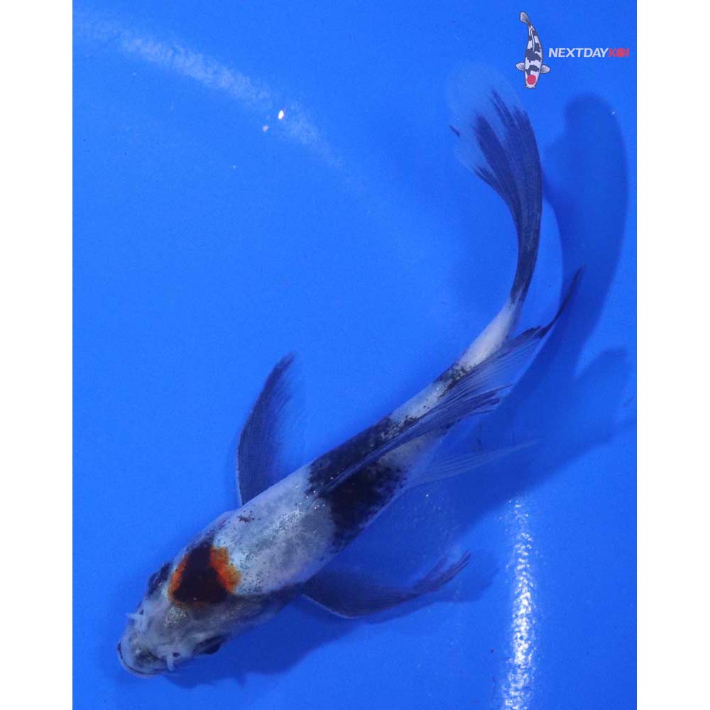 4” Imported Showa Butterfly Koi