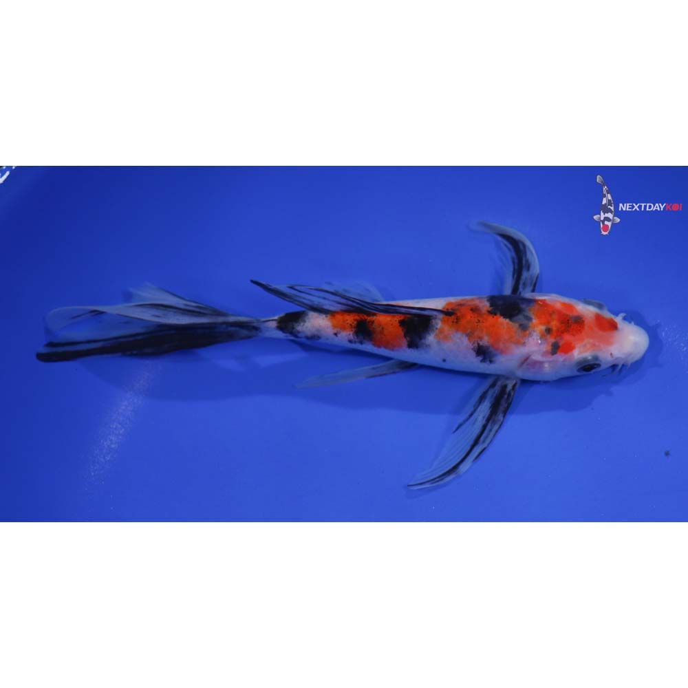7” Imported Sanke Butterfly Koi