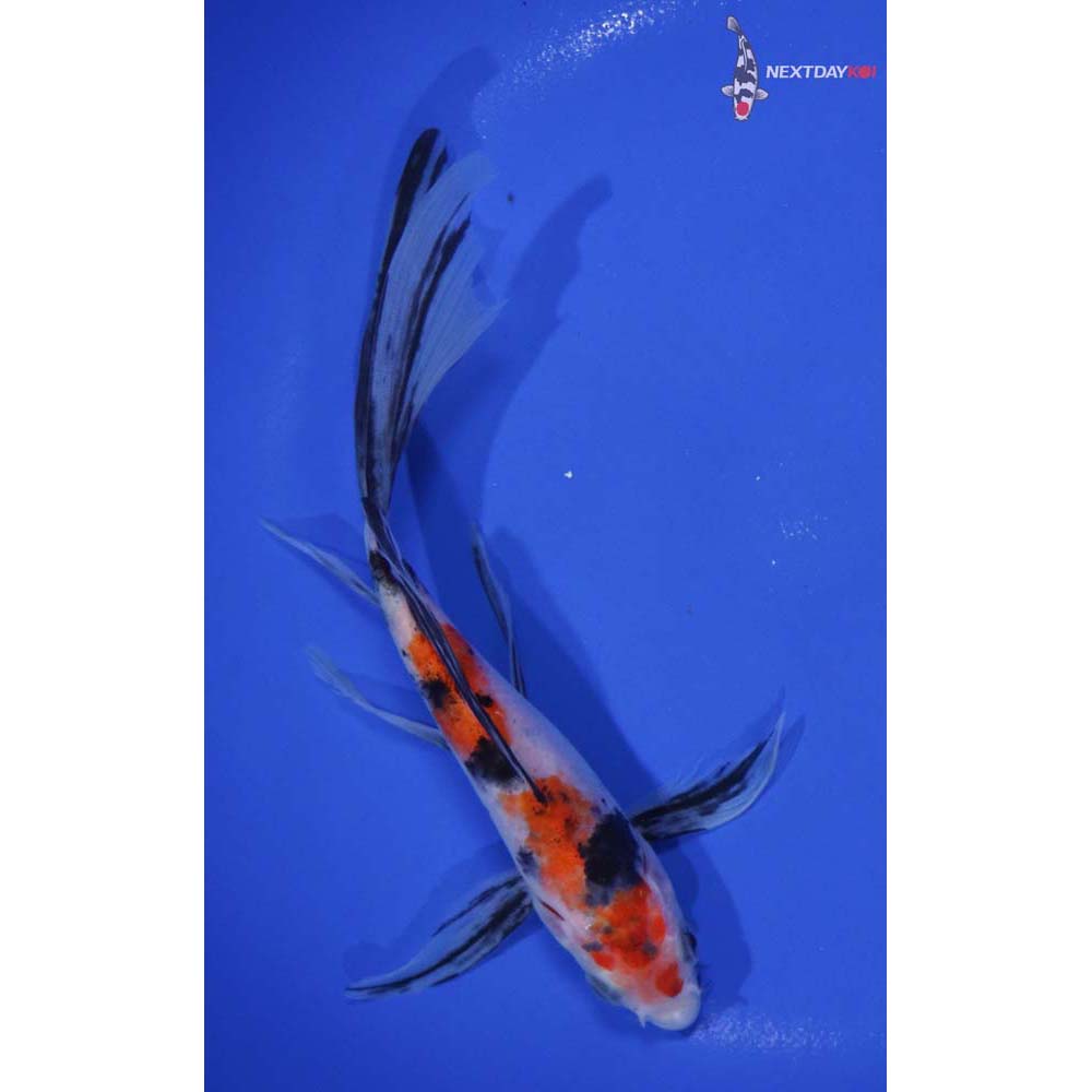 7” Imported Sanke Butterfly Koi