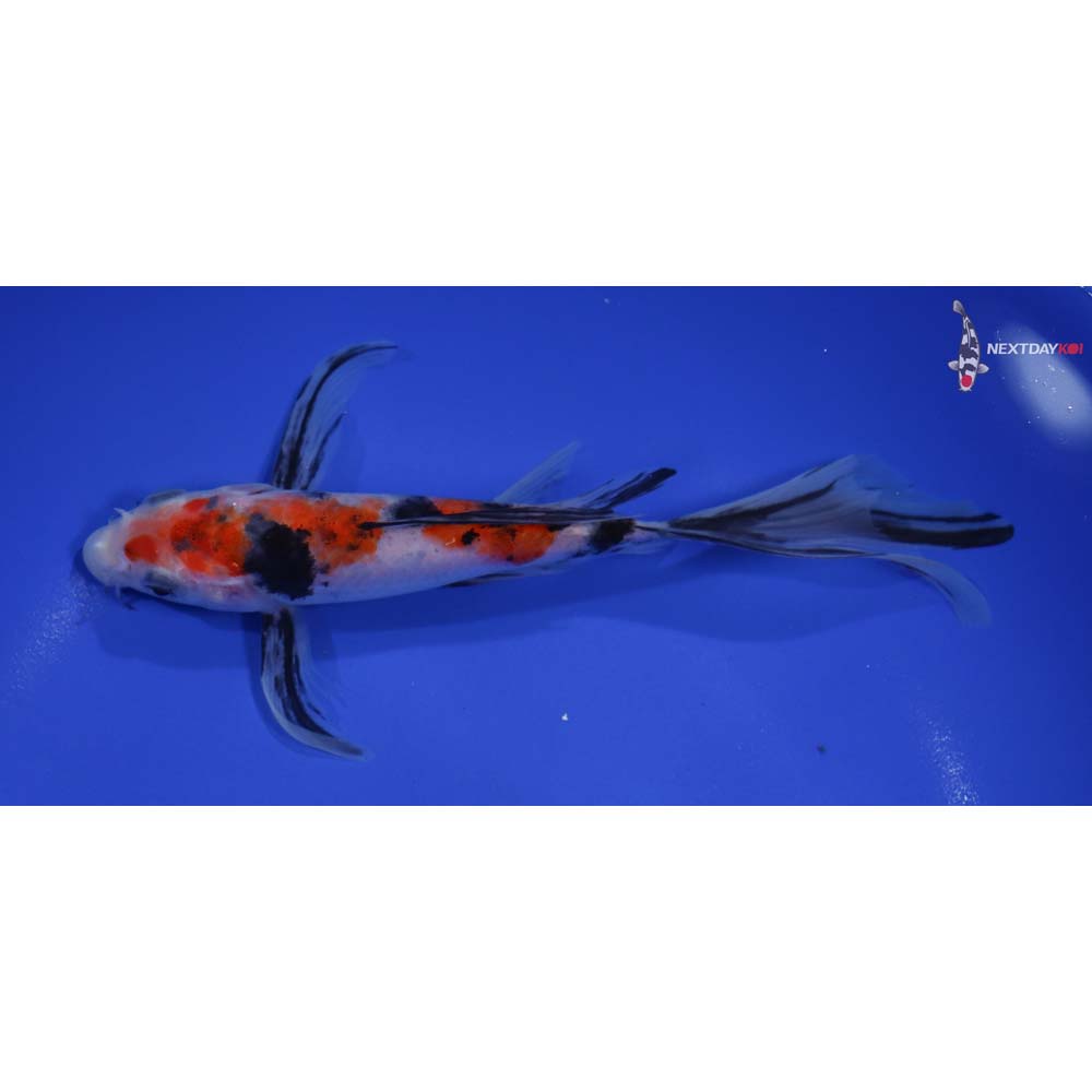 7” Imported Sanke Butterfly Koi