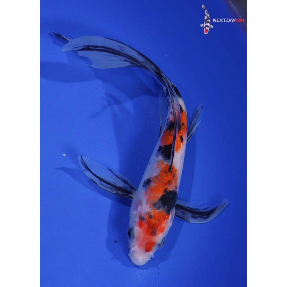 7” Imported Sanke Butterfly Koi