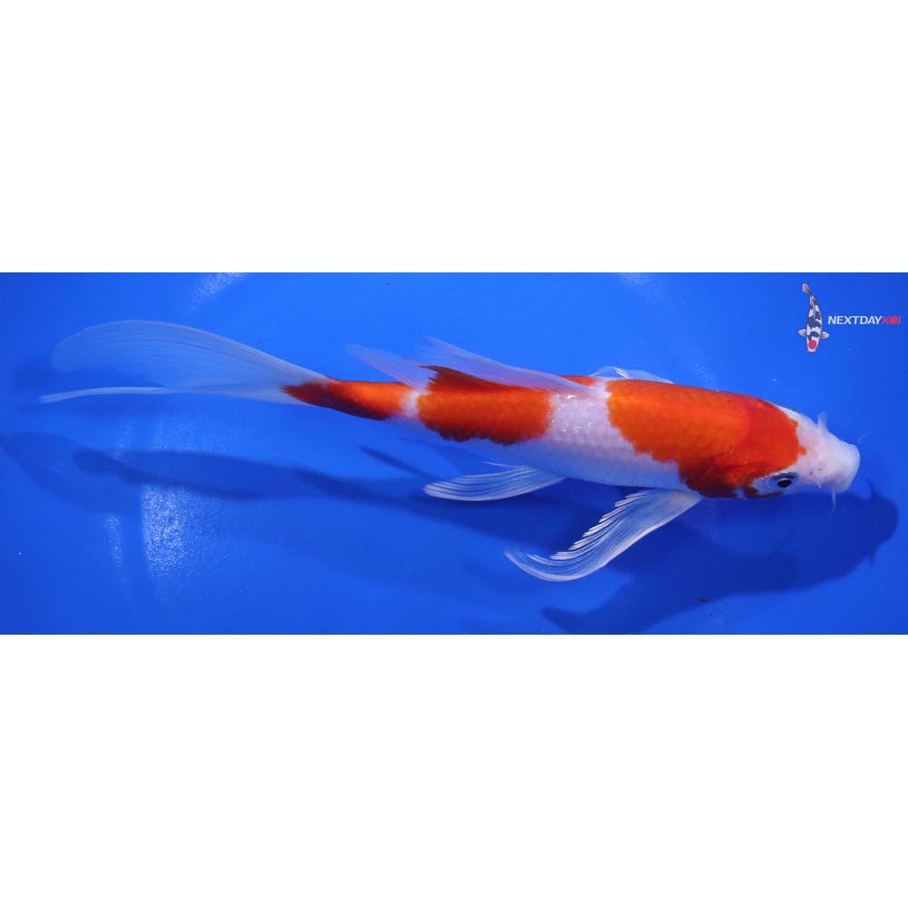 7.5” Imported Hariwake Butterfly Koi