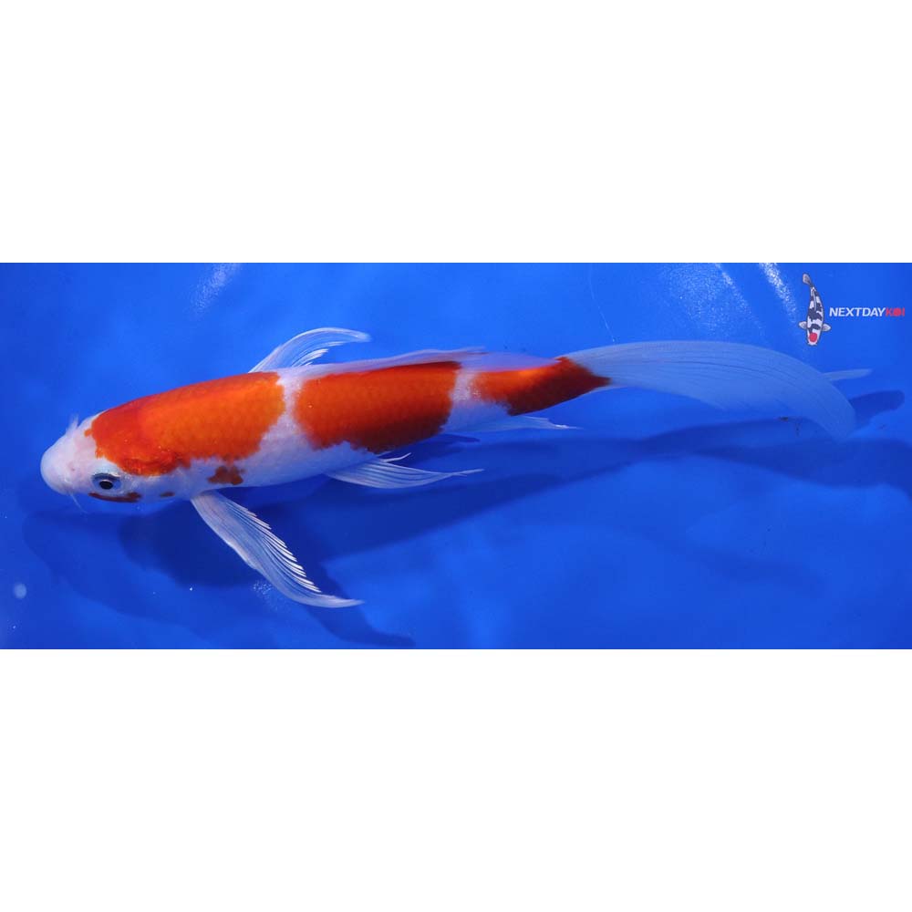 7.5” Imported Hariwake Butterfly Koi