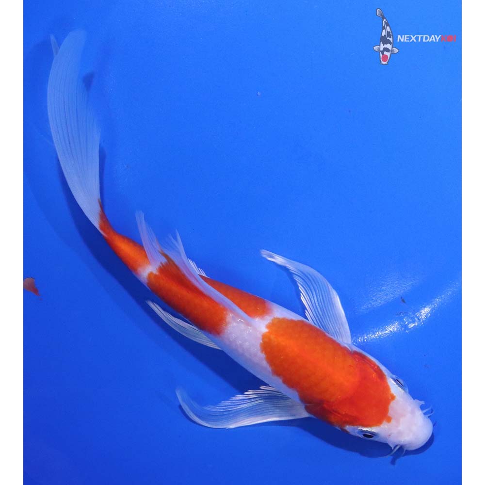 7.5” Imported Hariwake Butterfly Koi