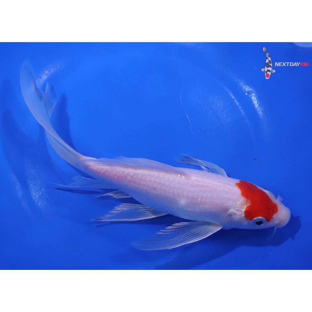 8” Imported Kohaku Butterfly Koi