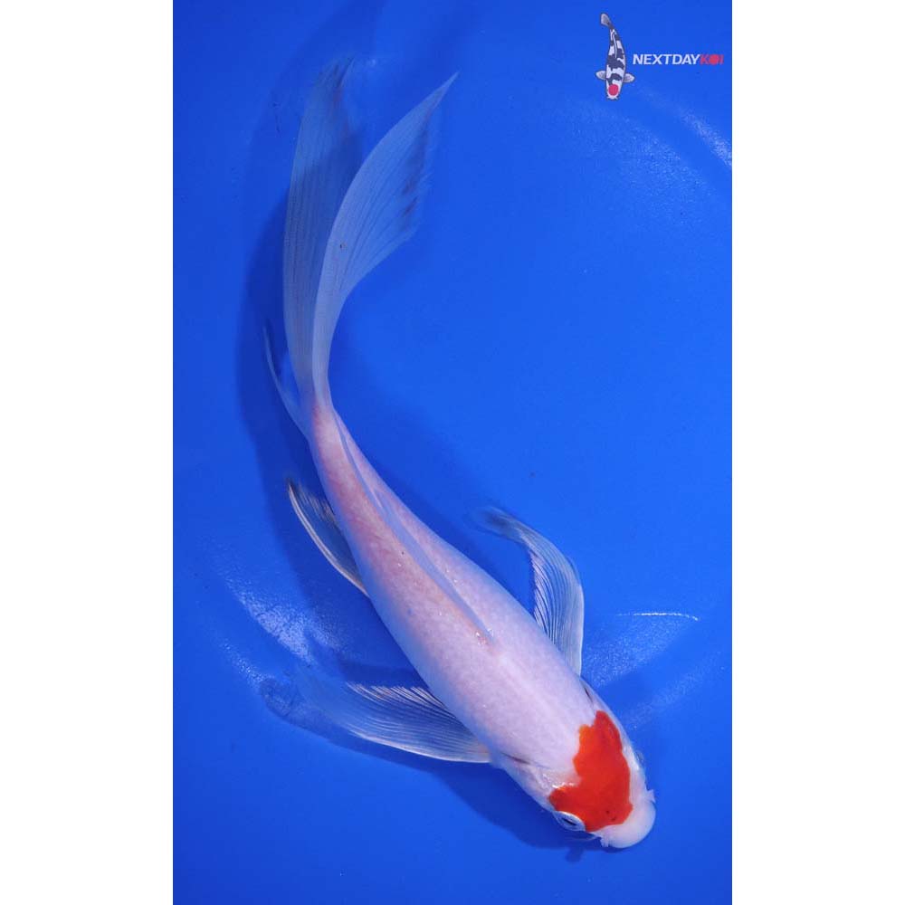 8” Imported Kohaku Butterfly Koi