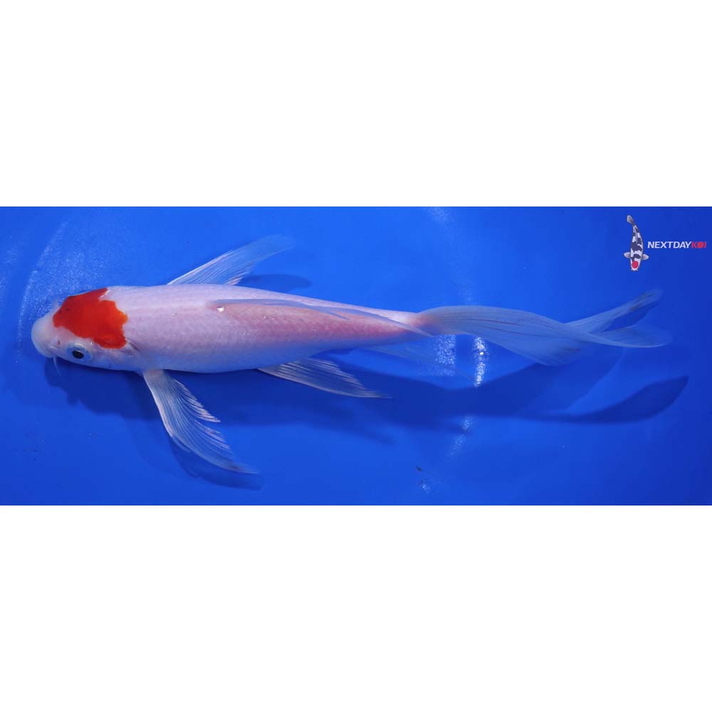 8” Imported Kohaku Butterfly Koi