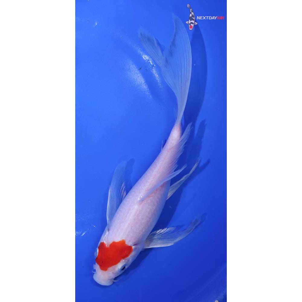 8” Imported Kohaku Butterfly Koi