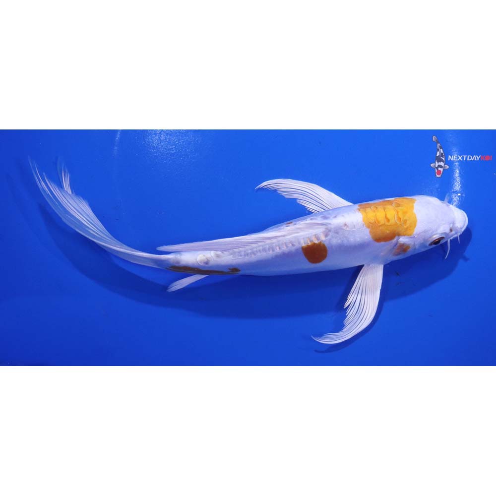8” Imported Kikusui Butterfly Koi