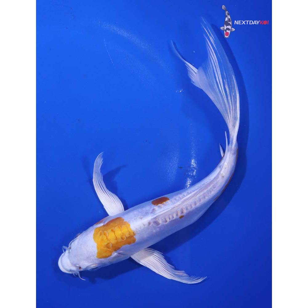 8” Imported Kikusui Butterfly Koi