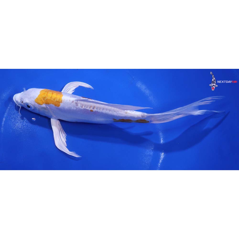 8” Imported Kikusui Butterfly Koi