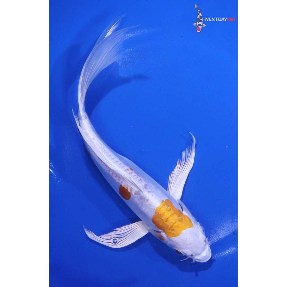 8” Imported Kikusui Butterfly Koi