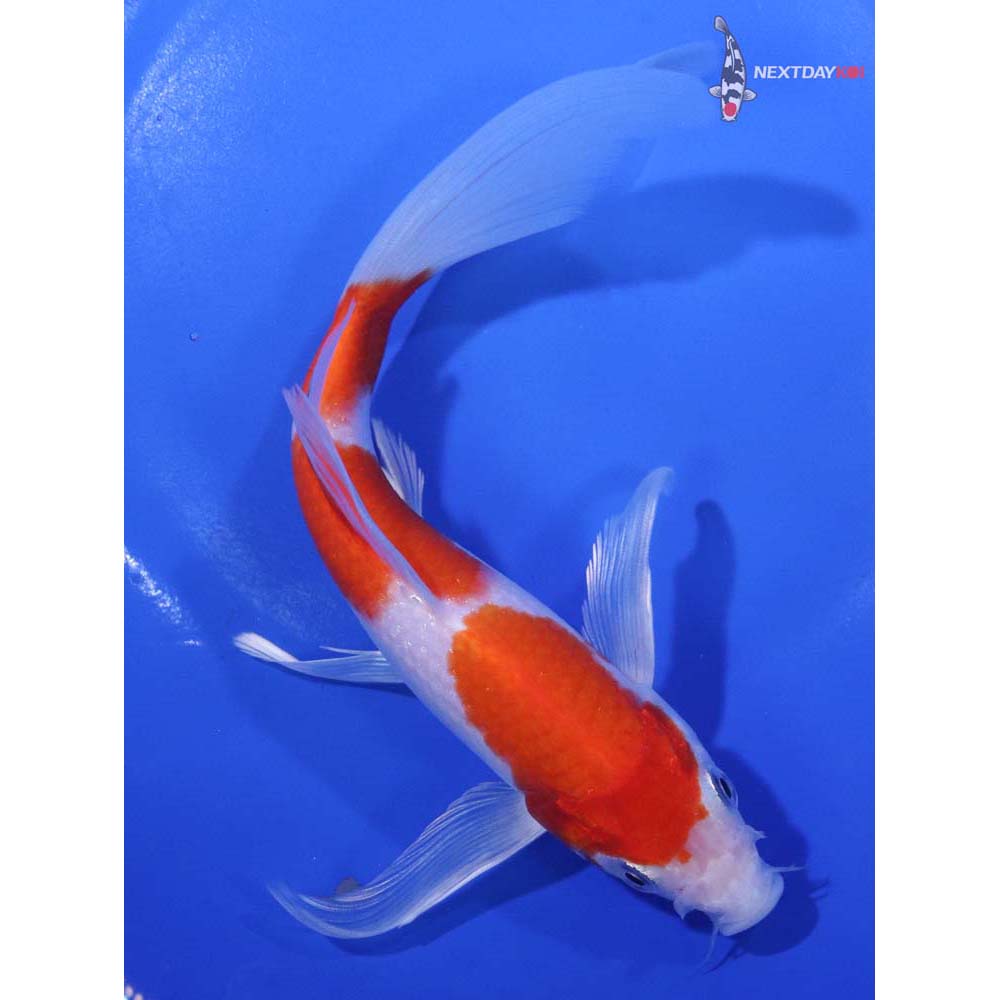 7.5” Imported Hariwake Butterfly Koi